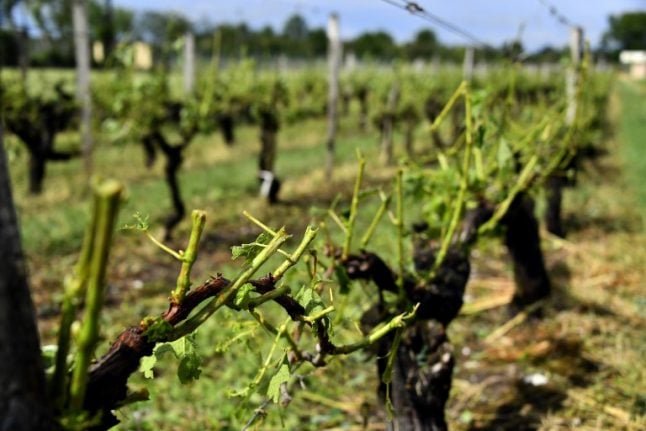 France eases rules on wine stocks to temper weather threat