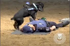 VIDEO: Meet Poncho, the Madrid police dog who performs CPR