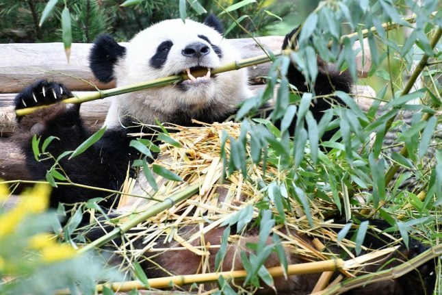 The diva and the dude: a year of Berlin’s beloved pandas