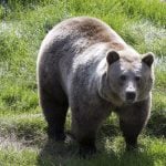 Record number of bears to be killed in Swedish Jämtland