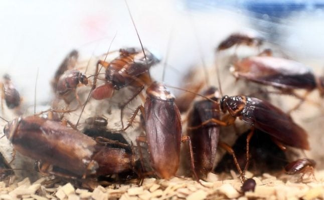 Spain set for summer cockroach plague after unusually wet spring