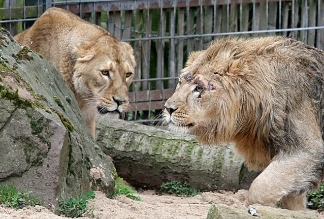 False alarm after five big cats 'break out' of zoo in west Germany