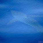 JAWS! Great White shark spotted off Balearic Islands