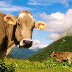 Aggressive cow injures two during cattle drive