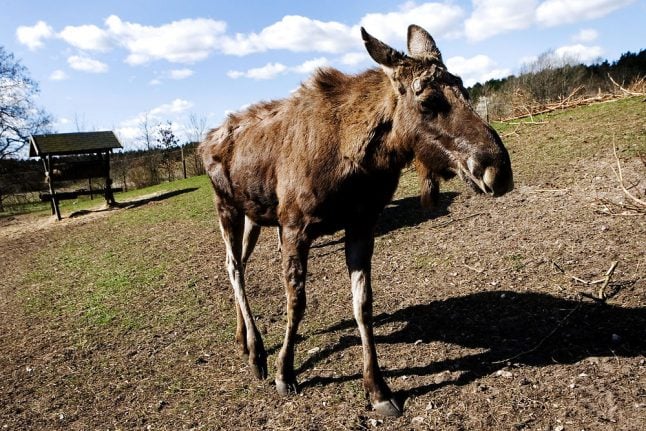 Wild elk spotted in Denmark for first time since 1999