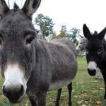 Donkey killer ‘not guilty’ of cruelty to animals, says French court