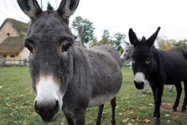 Donkey killer 'not guilty' of cruelty to animals, says French court