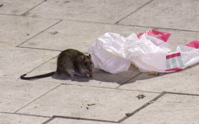'Keep doors and windows closed': Rats 'the size of cats' spotted in northern Swedish town