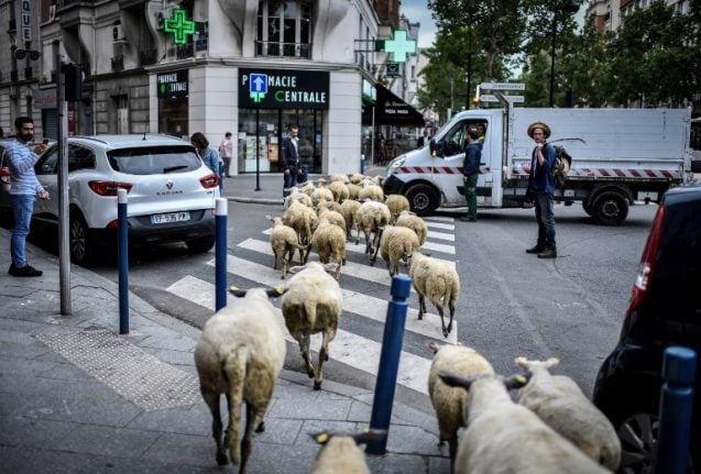 Hay Paris: Sheep get a taste of city life on streets of French capital