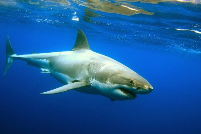 First great white spotted off Spain in decades