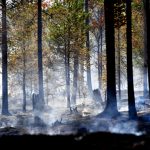 Sweden wildfires spark criticism of forest industry