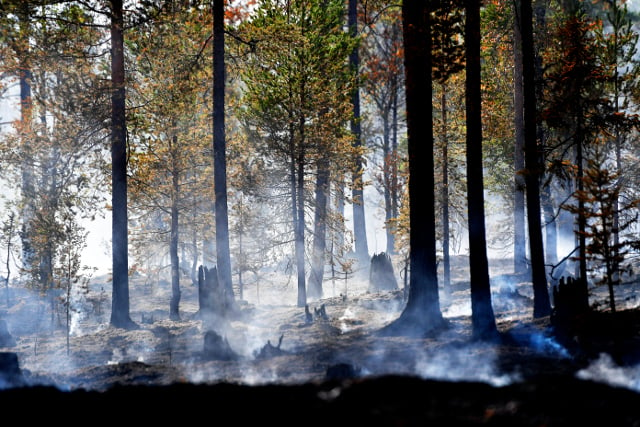 Sweden wildfires spark criticism of forest industry