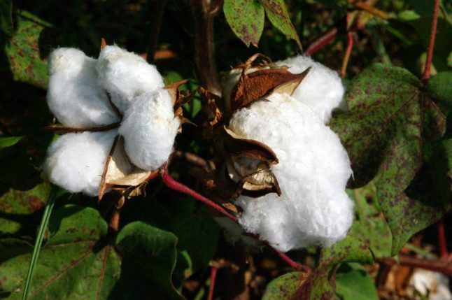 Cotton or Baumwolle in German.