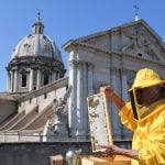 Roman rooftops abuzz as beekeepers study air pollution using honey