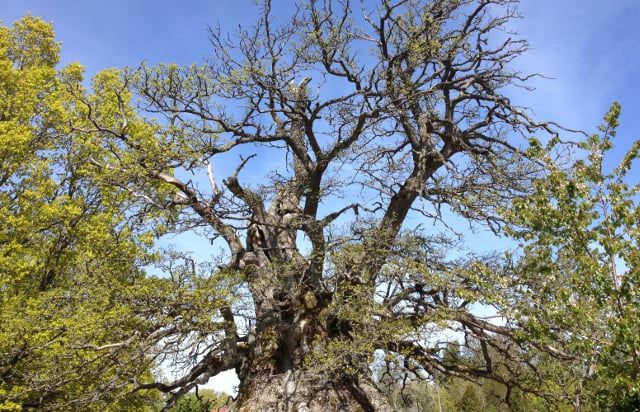 Sweden's oldest oak tree still stands tall despite health problems