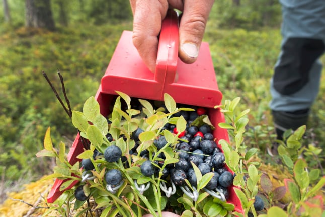 Eight berries and flowers you're free to pick in Sweden's forests