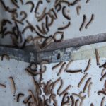 Plague of secreting millipedes of Asian origin tormenting Swiss village