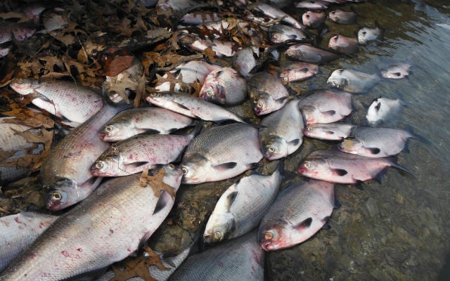 Sizzling temperatures leading to ‘catastrophe’ for fish in Swiss lakes and rivers