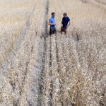 Record drought grips Germany’s breadbasket