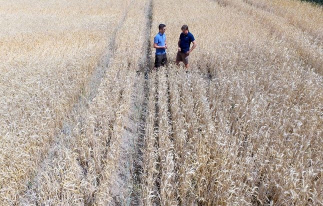 Record drought grips Germany’s breadbasket