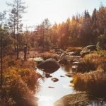 Sweden’s green soul: why forests are vital to the Swedish culture and economy