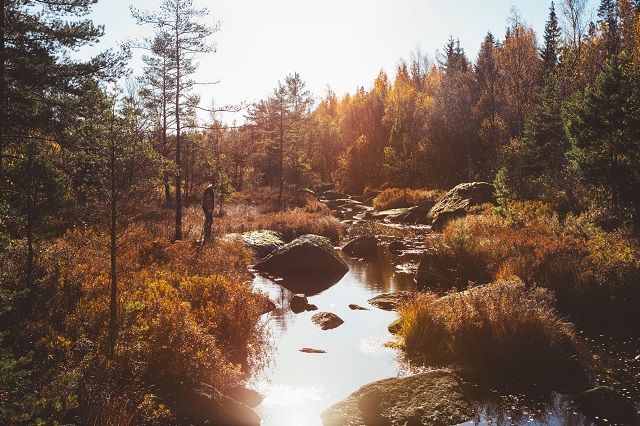 Sweden's green soul: why forests are vital to the Swedish culture and economy