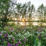 Five great reasons to move to northern Sweden