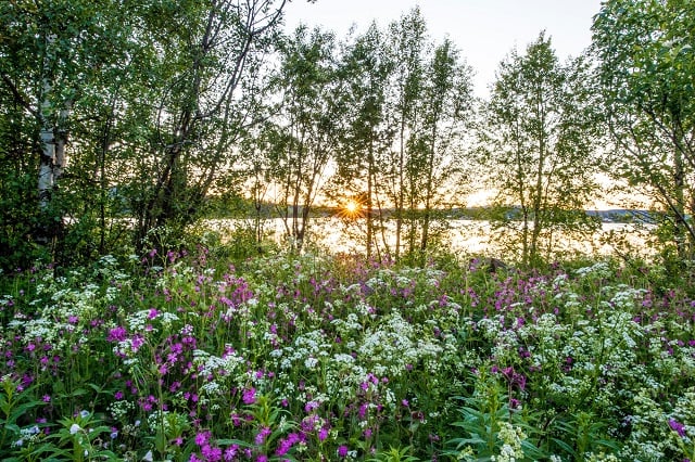 Five great reasons to move to northern Sweden
