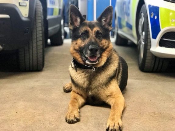 Swedish police dog hailed as hero after finding missing elderly man