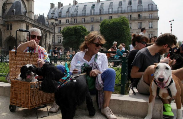 How to make friends with Parisians: Get a pampered pooch