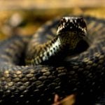 ‘Record’ number of Norwegians suffer snake bites during hot summer