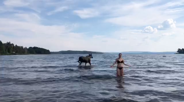 WATCH: Elk takes a dip next to startled beachgoers in Sweden