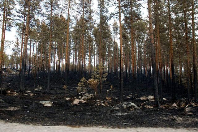 Total fire ban enforced in several counties across Sweden