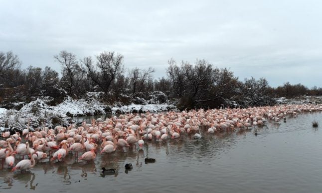 French director red-faced after pink flamingo disaster in the Camargue
