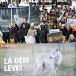 Wolf campaigners boycott sheep meat in Norway