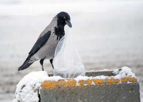 ‘Intelligent’ crows to work as rubbish collectors at French theme park
