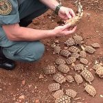 Spanish police smash Europe’s ‘biggest’ illegal turtle farm