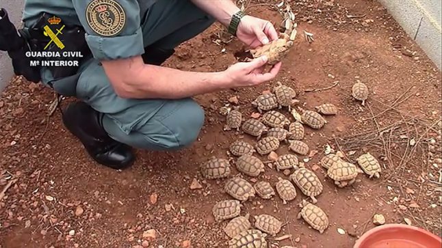Spanish police smash Europe's 'biggest' illegal turtle farm