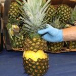 Spanish police seize cocaine-stuffed pineapples