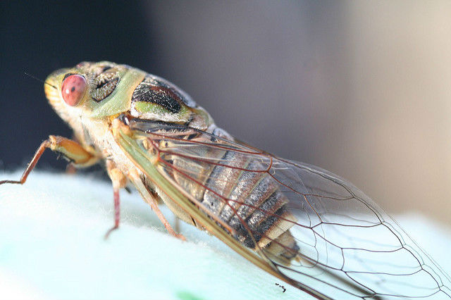 Holidaymakers ask French mayor to kill off 'loud' cicadas in name of peace and quiet