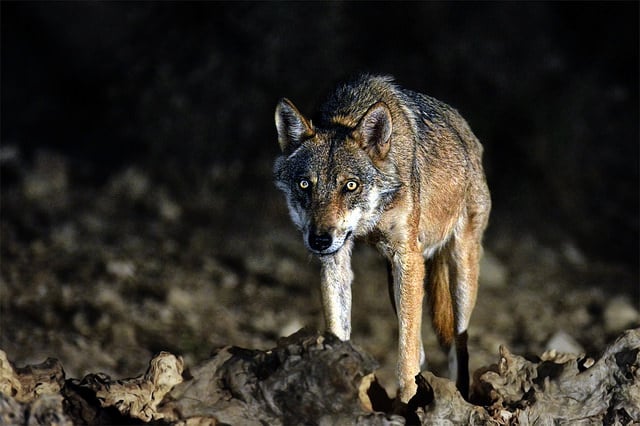 Wolf beheaded in Spain amid row over sheep killings