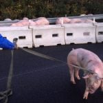 Pig massacre on French motorway as truck overturns