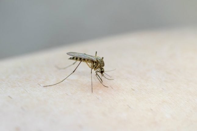 West Nile fever outbreak claims three lives in northeast Italy