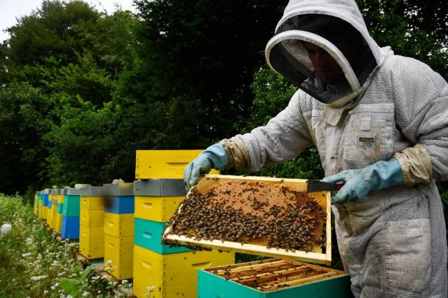 Bee-killing pesticides: France's ban begins Saturday