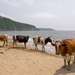 Cows permitted to bathe at Swedish nudist beach