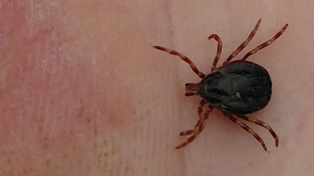 Giant 'hunter' tick found in Sweden for first time