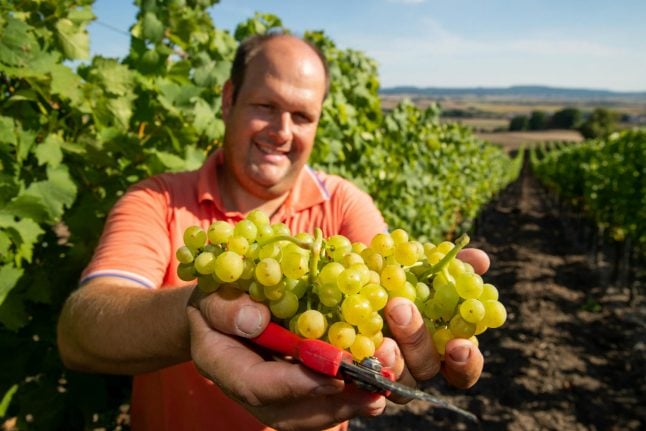 Germany’s winemakers cope with climate change by breeding new grapes