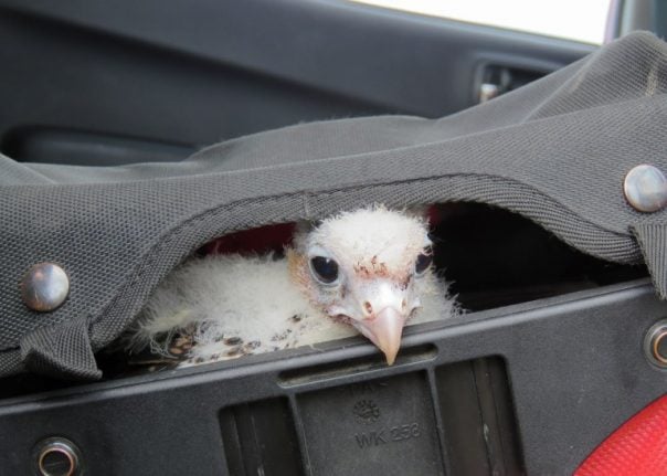 Austrian arrested at Paris airport with 80 birds in hand luggage