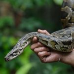 Danish woman finds python in kitchen