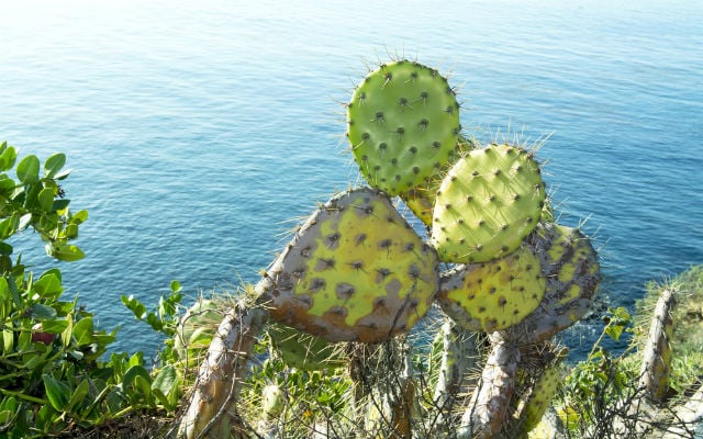 Southern Italy celebrates its annual 'prickly pear discus' contest